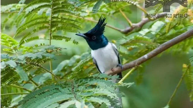 bird watching ratapani madhuban eco retreat