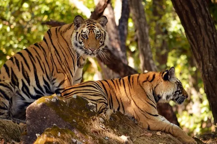 hero tiger madhuban eco retreat
