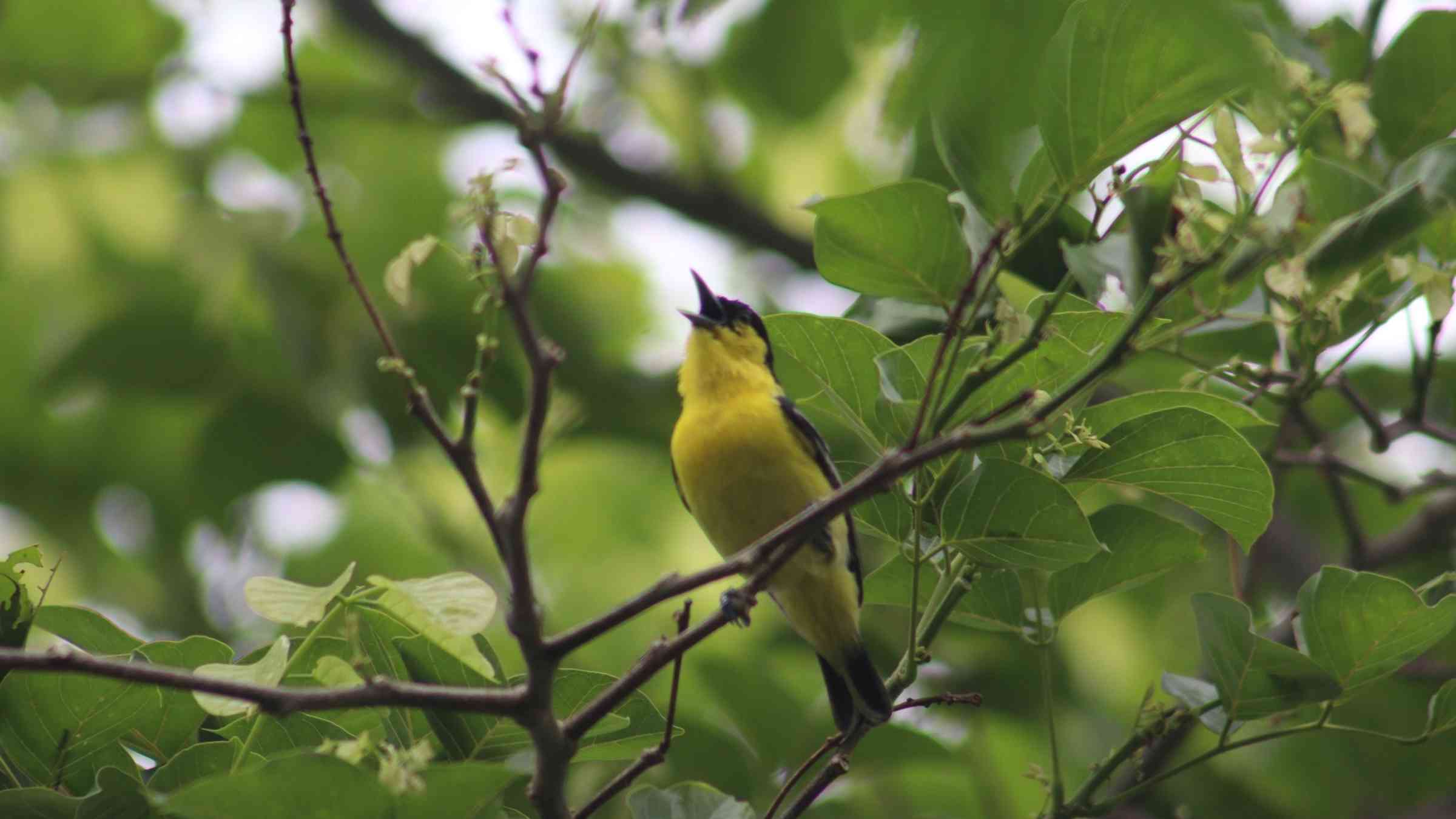 Common Iora bird at Ratapani Wildlife Sanctuary near Madhuban Eco Retreat